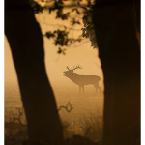 Red Stag sunrise