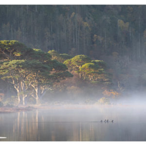 Ducks in fog