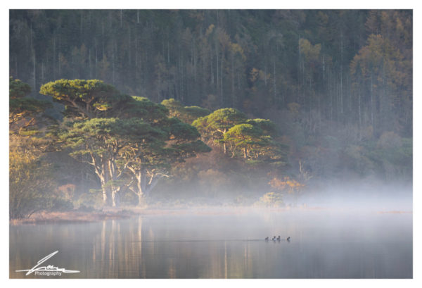 Ducks in fog