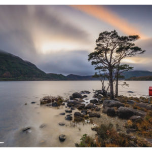 Tree at the Muckross Lake