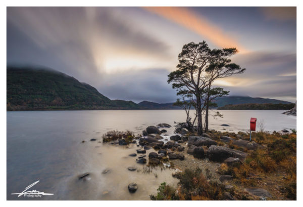 Tree at the Muckross Lake