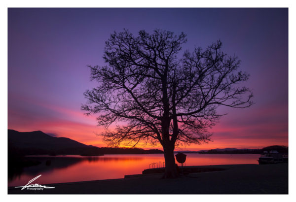 Purple tree Ross Castle