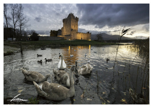 Ross castle & swans