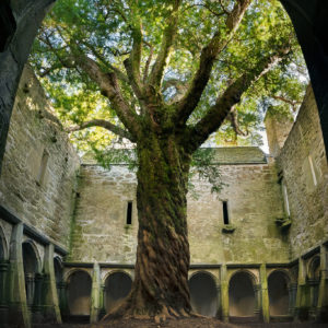 Muckross Abbey Yew tree