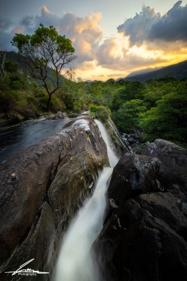 Tower Wood Killarney