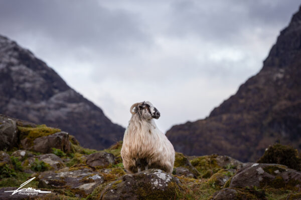 Black head Sheep