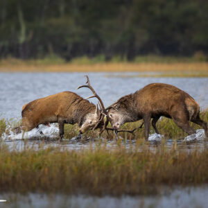 Stag fight in lake Killarney 2024