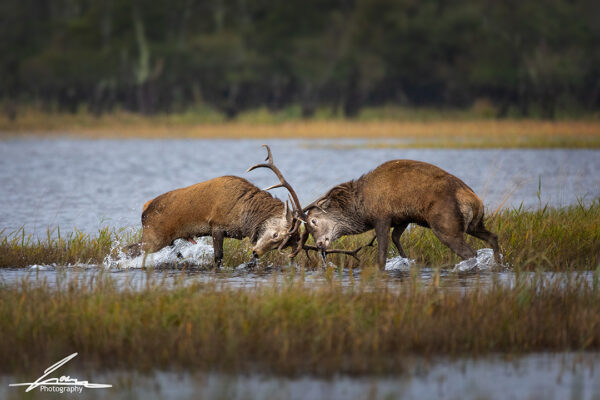 Stag fight in lake Killarney 2024