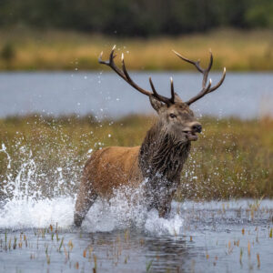 Stag in lake Killarney 2024