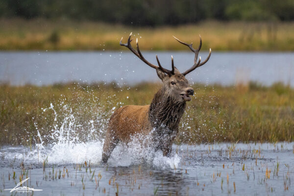 Stag in lake Killarney 2024